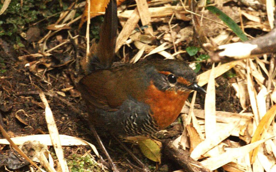 Birding Chile tour report