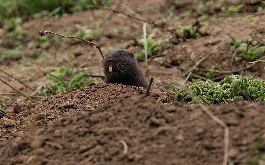 Birding Chile tour report