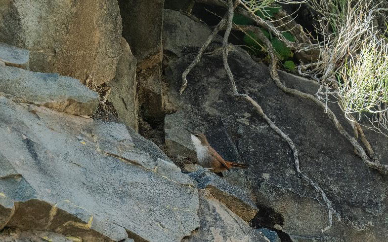 Birding Chile tour report