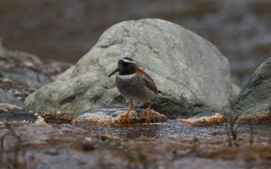 Birding Chile tour report