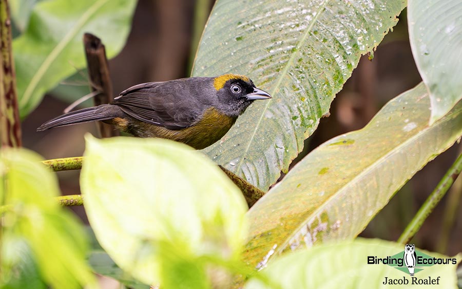 Panama Escape Birding Trip Report