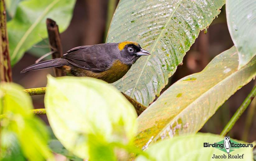 Panama Escape Birding Trip Report