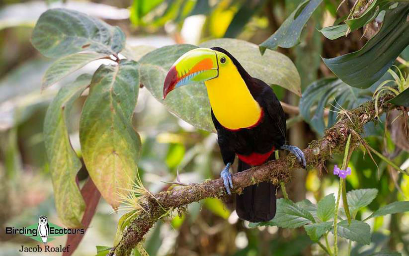 Panama Escape Birding Trip Report