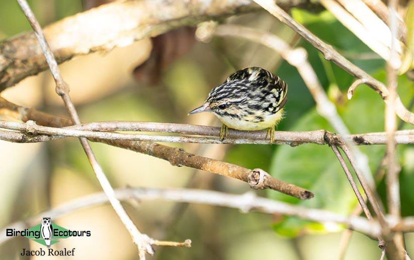 Panama Escape Birding Trip Report