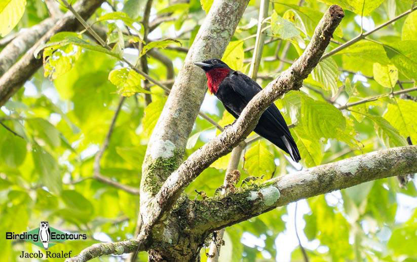 Panama Escape Birding Trip Report