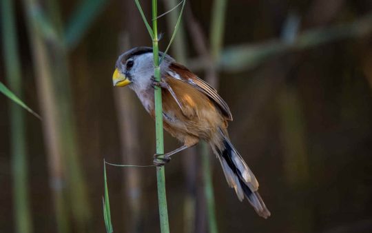 Chinese Provinces birding