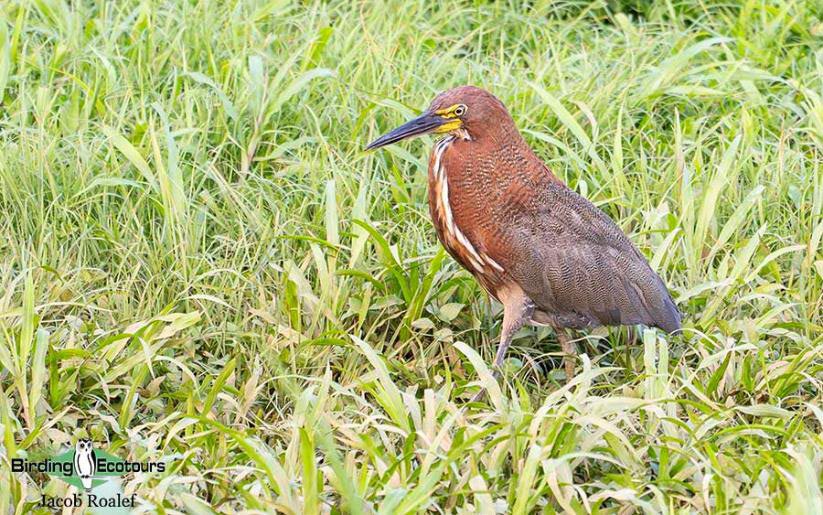 Panama Escape Birding Trip Report