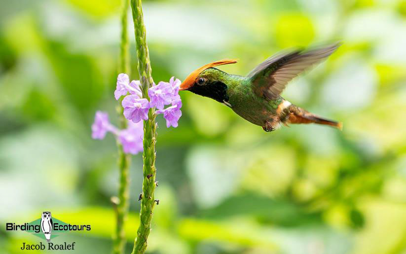 Panama Escape Birding Trip Report
