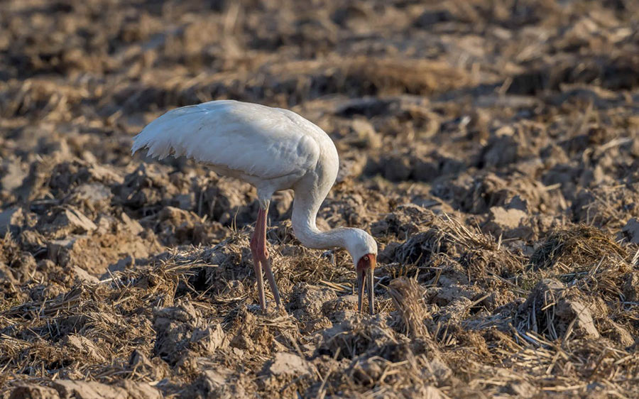 Chinese Provinces birding