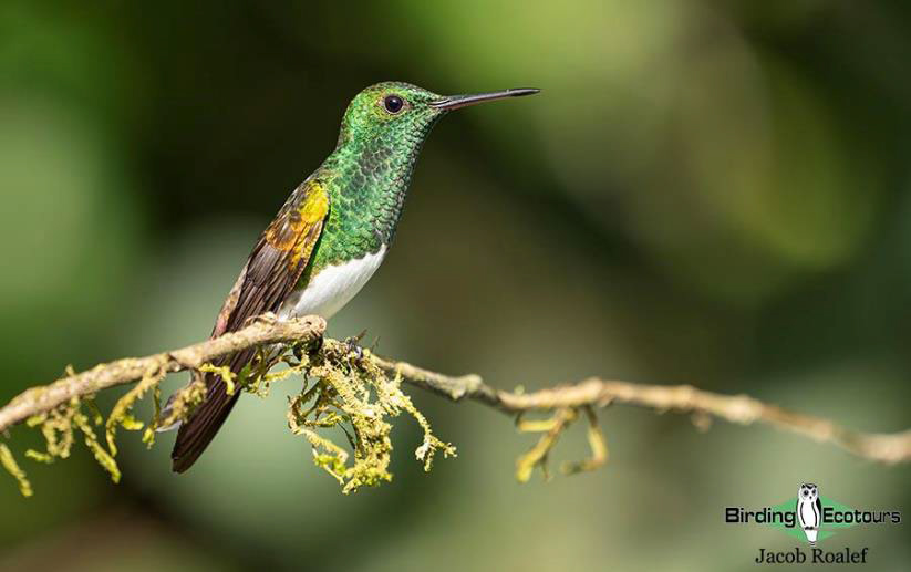 Panama Escape Birding Trip Report