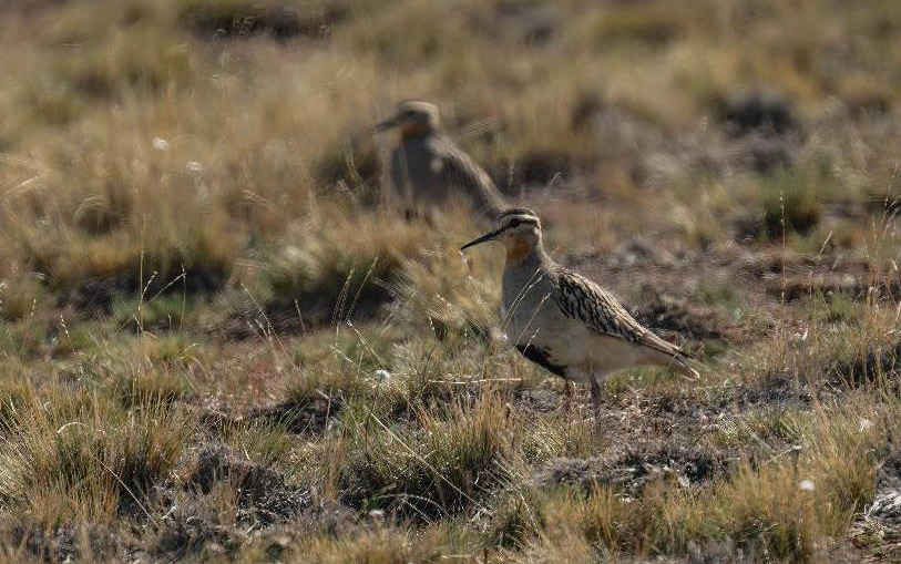 Birding Chile tour report