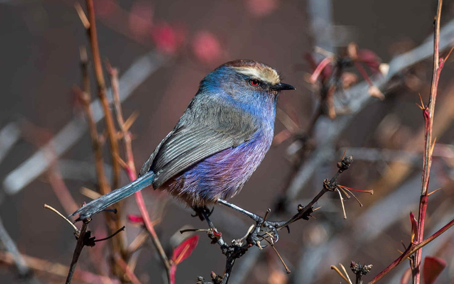 Chinese Provinces birding