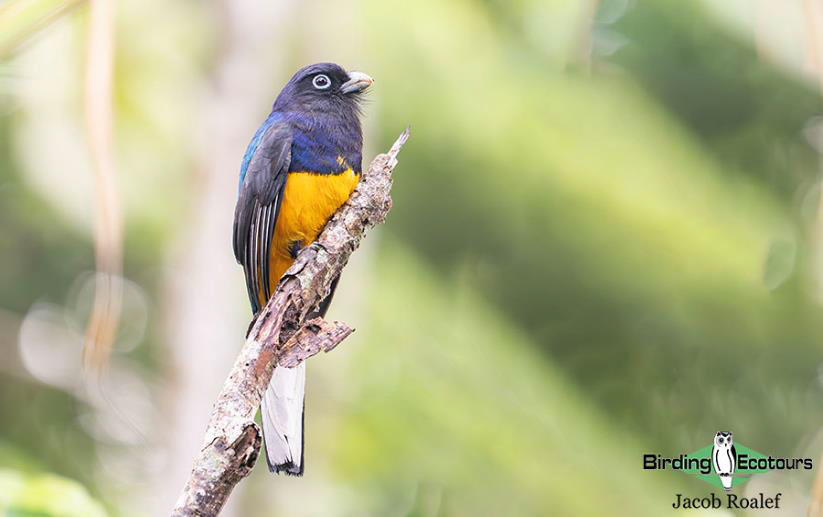 Panama Escape Birding Trip Report