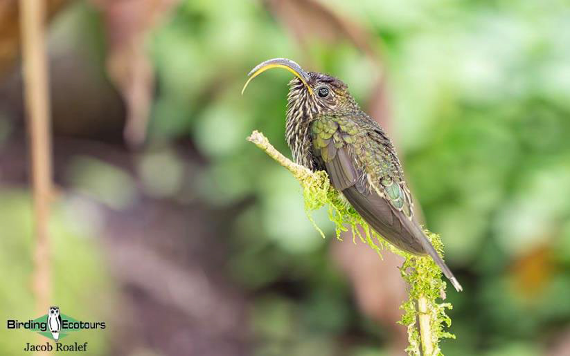 Panama Escape Birding Trip Report