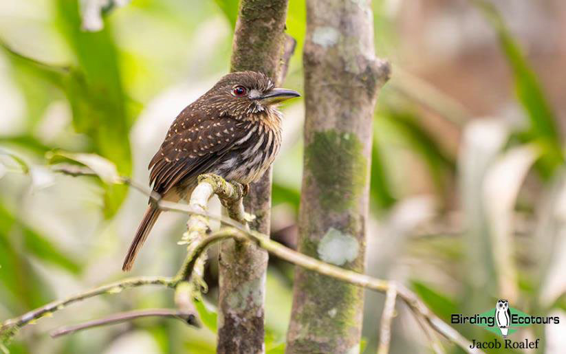 Panama Escape Birding Trip Report