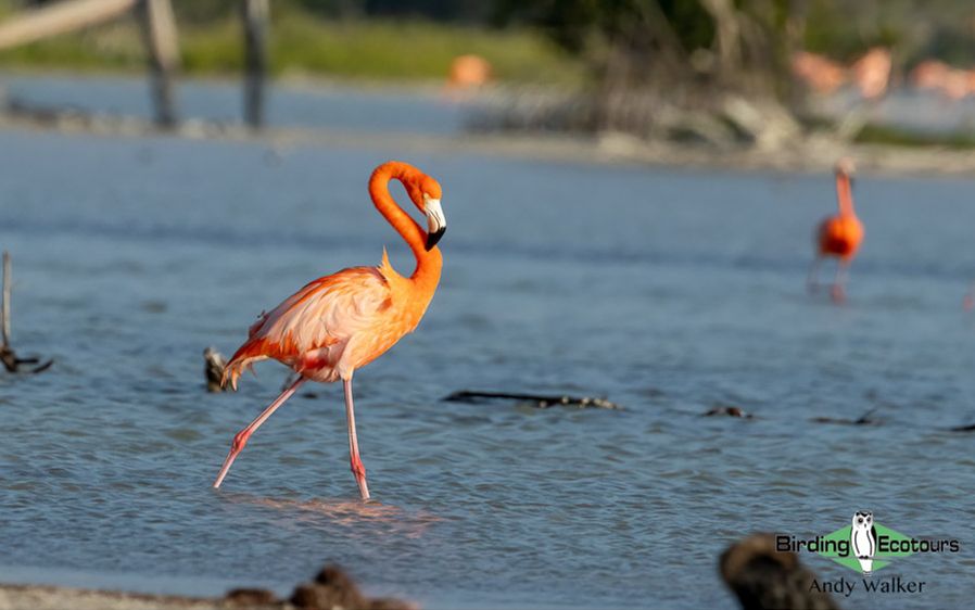 Yucatan birding tours