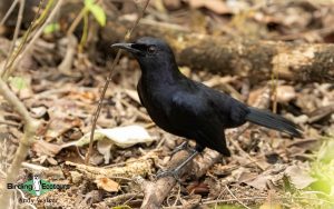 Yucatan birding tours