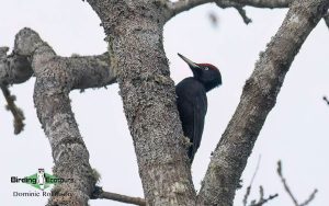 Mongolia birding tours