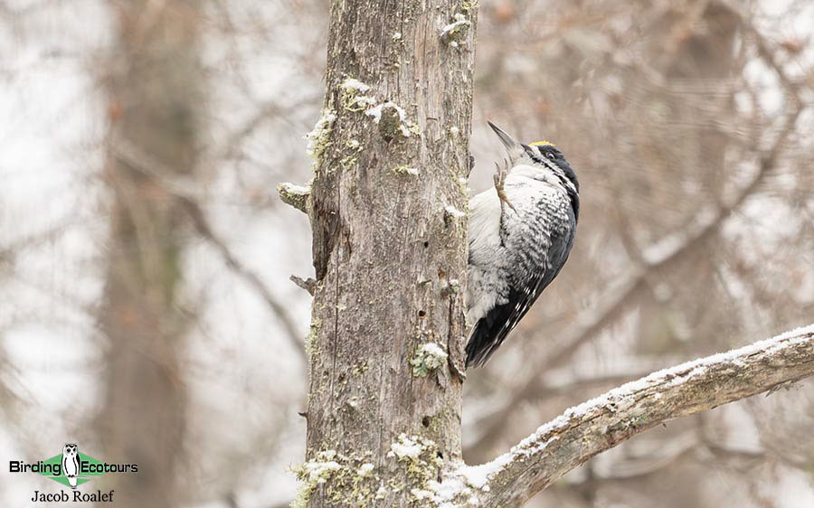 Minnesota Birding Trip Report