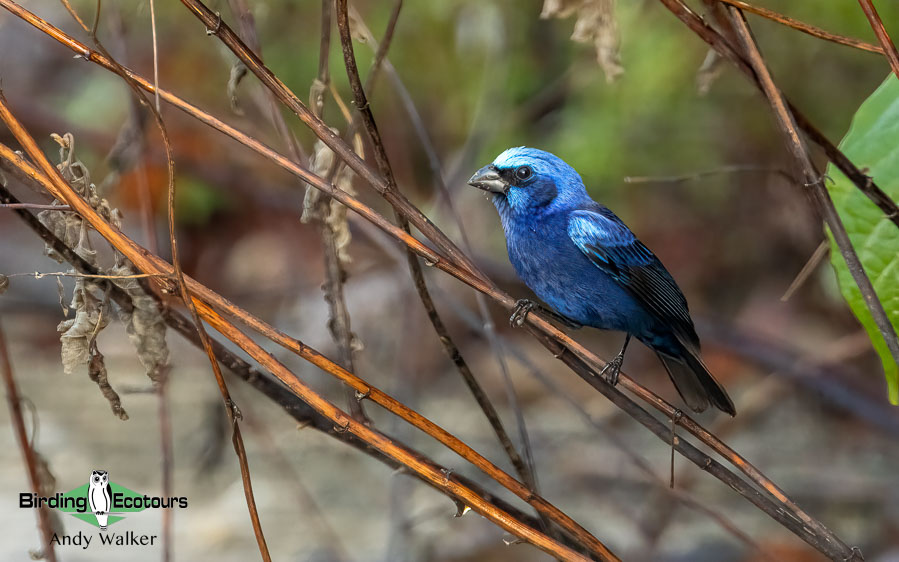 Yucatan birding tours