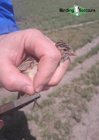 Botha’s Lark blog