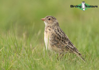 Botha’s Lark blog