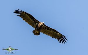 Mongolia birding tours