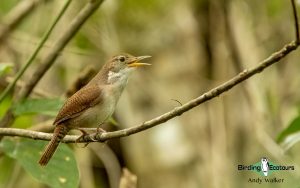 Yucatan birding tours