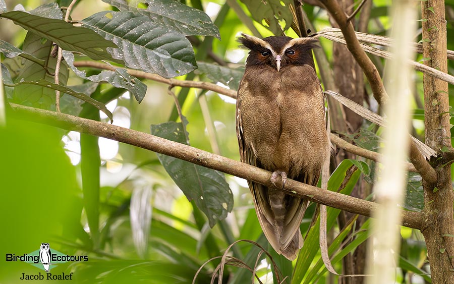 Costa Rica Birding Trip Report