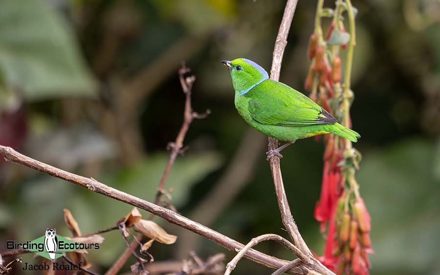 Costa Rica Birding Trip Report