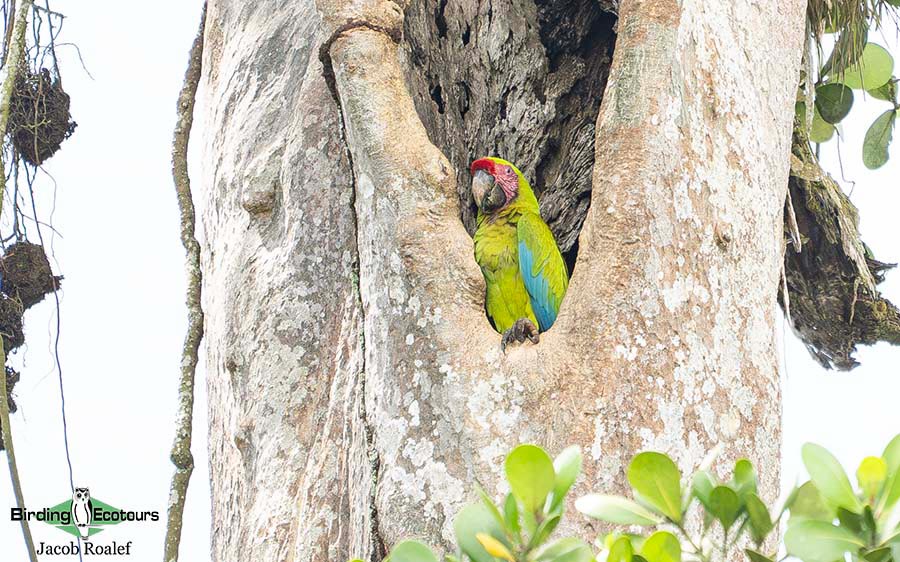 Costa Rica Birding Trip Report