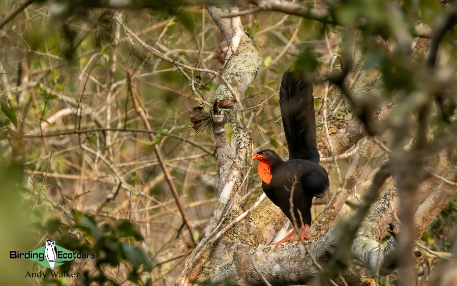 Southern Mexico birding tours