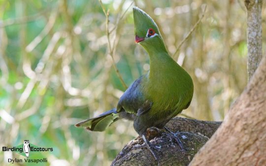 African bird sounds
