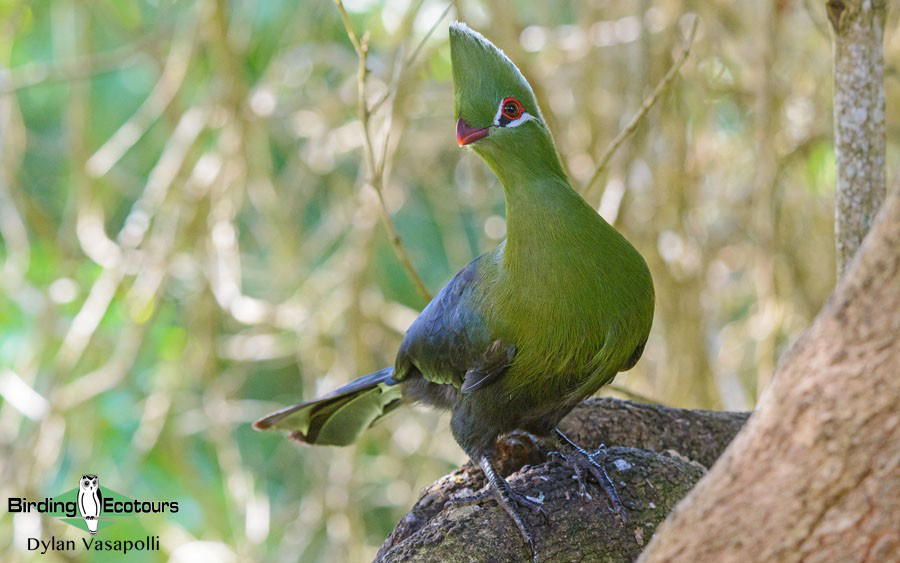 African bird sounds