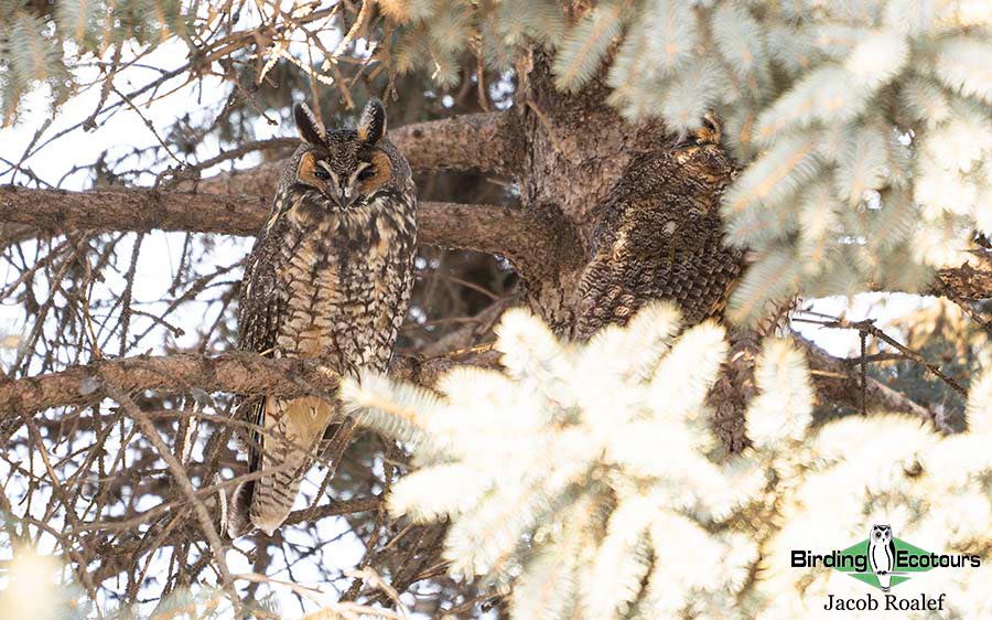 Minnesota Birding Trip Report