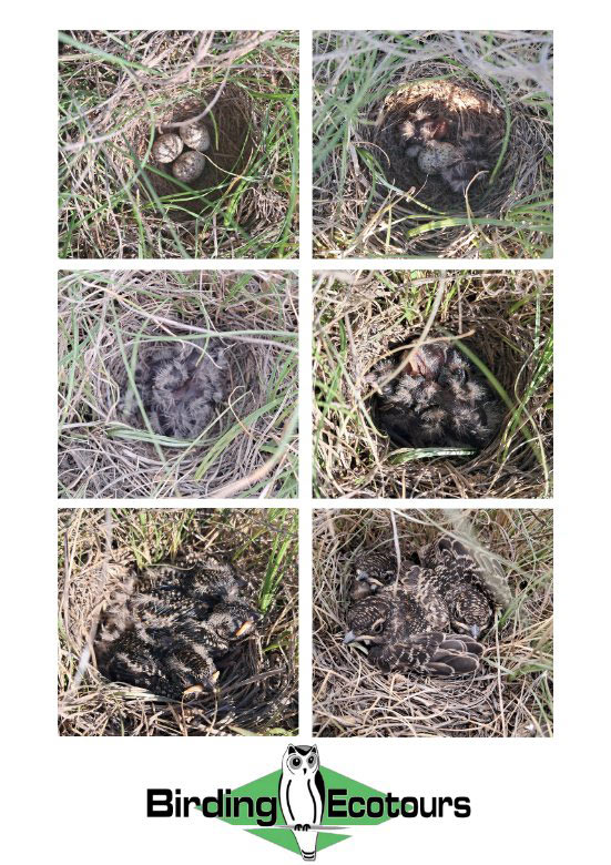 Botha’s Lark blog