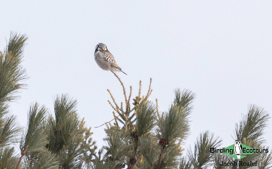 Minnesota Birding Trip Report
