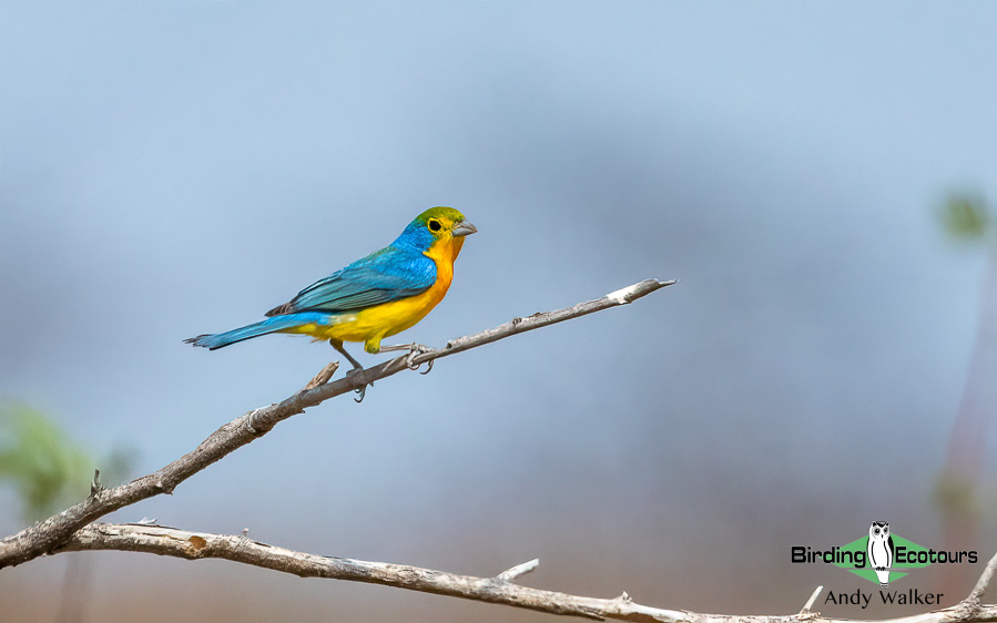 Southern Mexico birding tours