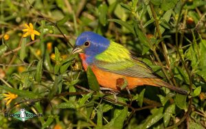 Yucatan birding tours