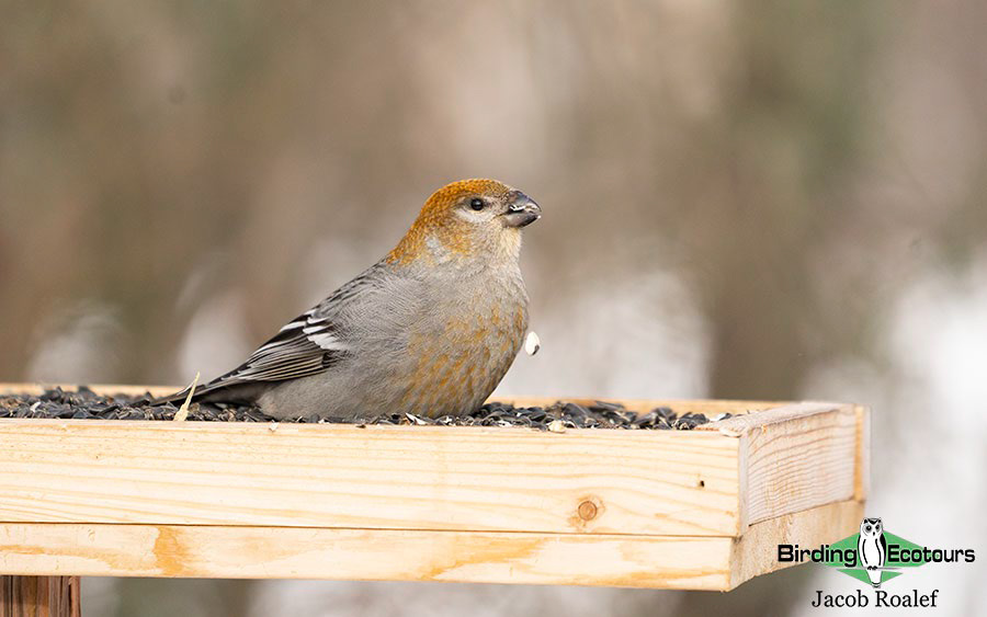 Minnesota Birding Trip Report