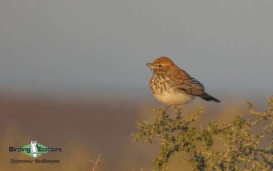 Red Lark and climate change