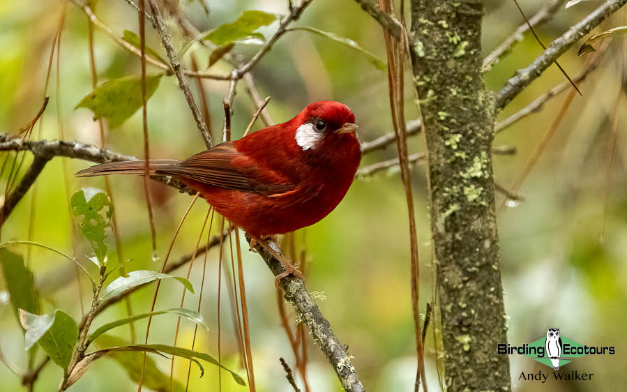 Southern Mexico birding tours