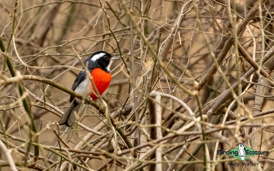 Southern Mexico birding tours
