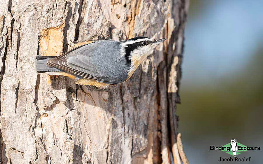 Minnesota Birding Trip Report
