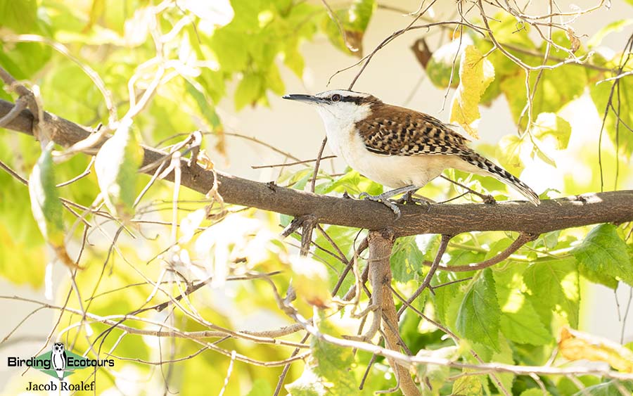 Costa Rica Birding Trip Report
