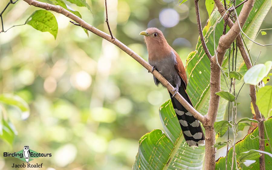 Costa Rica Birding Trip Report