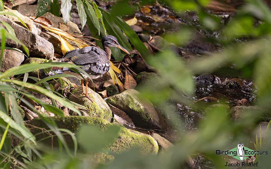Costa Rica Birding Trip Report