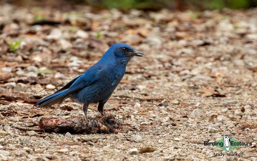 Southern Mexico birding tours