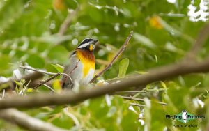 Yucatan birding tours