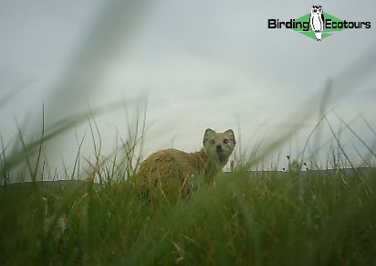 Botha’s Lark blog